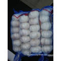 New Crop Fresh Pure White Garlic (5.5cm and up)